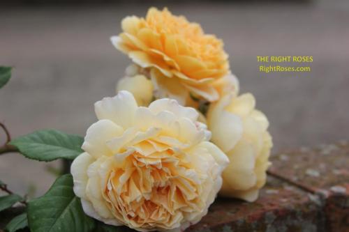crown princess margareta rose review the right roses score best top garden store david austin english roses rose products rose rating the right leap rose food