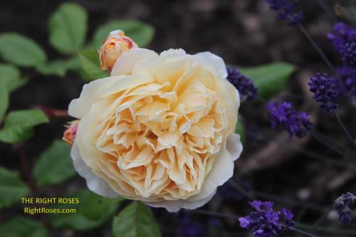 crown princess margareta rose review the right roses score best top garden store david austin english roses rose products rose rating the right leap rose food