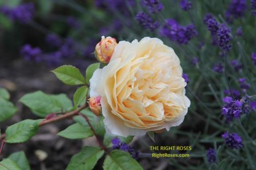 crown princess margareta rose review the right roses score best top garden store david austin english roses rose products rose rating the right leap rose food