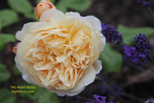 crown princess margareta rose review the right roses score best top garden store david austin english roses rose products rose rating the right leap rose food