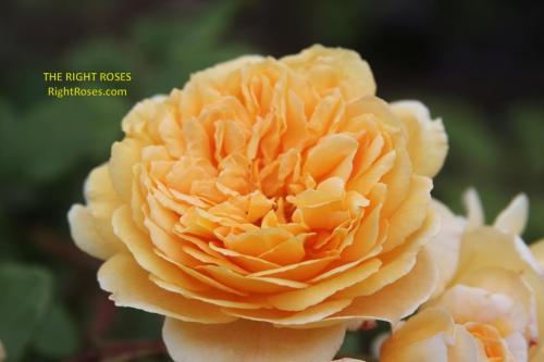crown princess margareta rose review the right roses score best top garden store david austin english roses rose products rose rating the right leap rose food