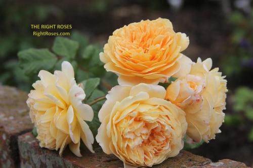 crown princess margareta rose review the right roses score best top garden store david austin english roses rose products rose rating the right leap rose food