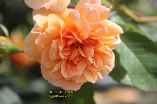 Dame Judi Dench rose review the right roses score best top garden store david austin english roses rose products rose rating the right leap rose food fertilizer