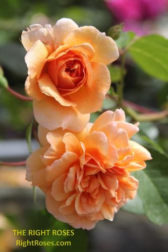 Dame Judi Dench rose review the right roses score best top garden store david austin english roses rose products rose rating the right leap rose food fertilizer