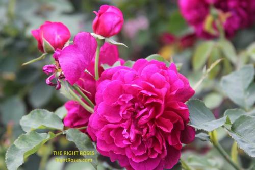 The best rose review of rose 'Darcey Bussell' by The Right Roses. Our in-depth reviews have been trusted by millions gardeners worldwide. The Right Roses team uses our own The Right Roses Score, which is the most comprehensive rose rating system, to assess the overall quality of a rose. All information and rose products: best top garden store, david austin, english roses, rose products, rose rating, the right leap, rose food, fertilizer