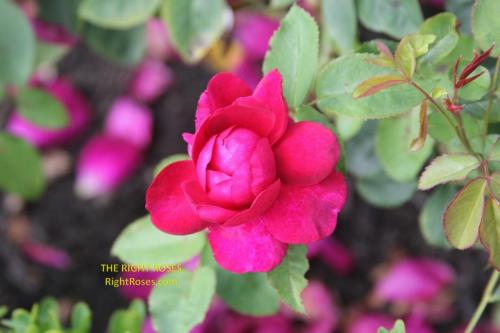 The best rose review of rose 'Darcey Bussell' by The Right Roses. Our in-depth reviews have been trusted by millions gardeners worldwide. The Right Roses team uses our own The Right Roses Score, which is the most comprehensive rose rating system, to assess the overall quality of a rose. All information and rose products: best top garden store, david austin, english roses, rose products, rose rating, the right leap, rose food, fertilizer