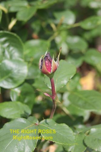 The best rose review of rose Dark Desire (aka. Grafin Diana, Royal Parfuma, Burgundy Panarosa, Madame De Montespan) Parfuma Collection by The Right Roses. Our in-depth reviews have been trusted by millions gardeners worldwide. The Right Roses team uses our own, bespoke The Right Roses Score, which is the most comprehensive rose rating system in the world, to assess the overall quality of a rose. All information and rose products: best top garden store, Rosen Kordes, Rosen Tantau, Delbard, english roses, rose products, rose rating, the right leap, rose food, fertilizer. The Right Roses Store. English Romance Collection.