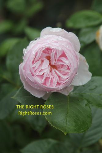 The best rose review of rose 'Earth Angel' 'Herzogin Christiana' by The Right Roses. Our in-depth reviews have been trusted by millions gardeners worldwide. The Right Roses team uses our own The Right Roses Score, which is the most comprehensive rose rating system in the world, to assess the overall quality of a rose. All information and rose products: best top garden store, Rosen Kordes, Rosen Tantau, english roses, rose products, rose rating, the right leap, rose food, fertilizer