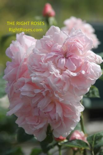 Eglantyne rose review the right roses score best top garden store david austin english roses rose products rose rating the right leap rose food fertilizer