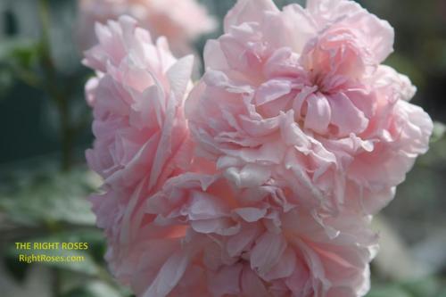 Eglantyne rose review the right roses score best top garden store david austin english roses rose products rose rating the right leap rose food fertilizer