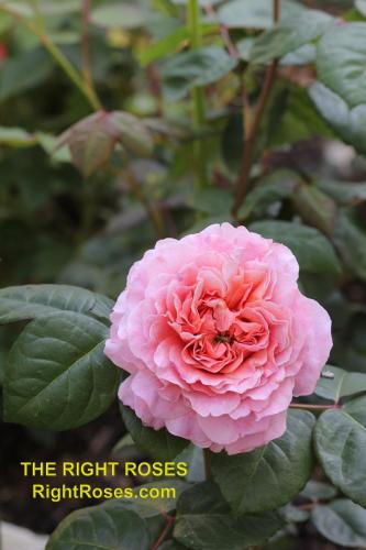 The best rose review of rose Eisvogel | Tantau 2016 by The Right Roses. David Austin. Our in-depth reviews have been trusted by millions gardeners worldwide. The Right Roses team uses our own, bespoke The Right Roses Score, which is the most comprehensive rose rating system in the world, to assess the overall quality of a rose. All information and rose products: best top garden store, Rosen Kordes, Rosen Tantau, Delbard, english roses, rose products, rose rating, the right leap, rose food, fertilizer. The Right Roses Store. English Romance Collection.