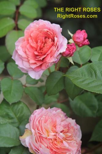 The best rose review of rose Eisvogel | Tantau 2016 by The Right Roses. David Austin. Our in-depth reviews have been trusted by millions gardeners worldwide. The Right Roses team uses our own, bespoke The Right Roses Score, which is the most comprehensive rose rating system in the world, to assess the overall quality of a rose. All information and rose products: best top garden store, Rosen Kordes, Rosen Tantau, Delbard, english roses, rose products, rose rating, the right leap, rose food, fertilizer. The Right Roses Store. English Romance Collection.