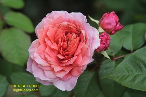 The best rose review of rose Eisvogel | Tantau 2016 by The Right Roses. David Austin. Our in-depth reviews have been trusted by millions gardeners worldwide. The Right Roses team uses our own, bespoke The Right Roses Score, which is the most comprehensive rose rating system in the world, to assess the overall quality of a rose. All information and rose products: best top garden store, Rosen Kordes, Rosen Tantau, Delbard, english roses, rose products, rose rating, the right leap, rose food, fertilizer. The Right Roses Store. English Romance Collection.