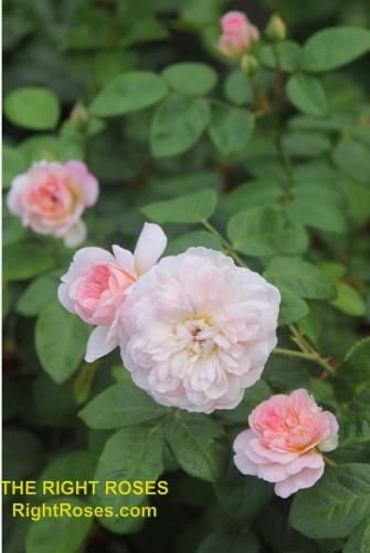 The Right Roses presents you with the best rose review of rose Elizabeth | David Austin Roses 2022. Millions of gardeners from all over the world have trusted our in-depth reviews. The Right Roses team uses our own, bespoke The Right Roses Score, which is the most comprehensive rose rating system in the world, to assess the overall quality of a rose. We review all the very best roses from all the best rose breeders such as Rosen Kordes, Rosen Tantau, Delbard, David Austin Roses. The Right Roses is also running the best gardening club for the very best connoisseur gardeners and garden designers at Righttify.com. At Righttify.com, connoisseur sellers can design gardens, provide gardening services, sell new garden plants, resell pre-loved garden plants. In addition, buyers can buy the very best plants in the world.