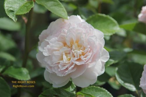 emily bronte rose review the right roses score best top garden store david austin english roses rose products rose rating