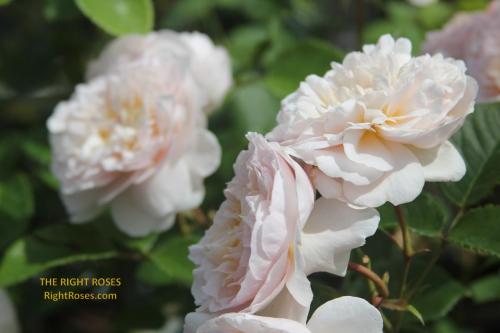 emily bronte rose review the right roses score best top garden store david austin english roses rose products rose rating