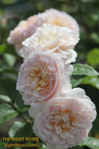 emily bronte rose review the right roses score best top garden store david austin english roses rose products rose rating