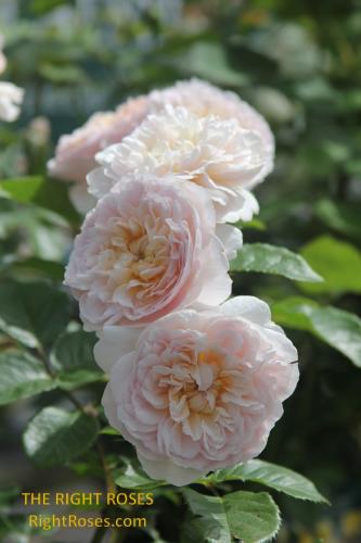 emily bronte rose review the right roses score best top garden store david austin english roses rose products rose rating
