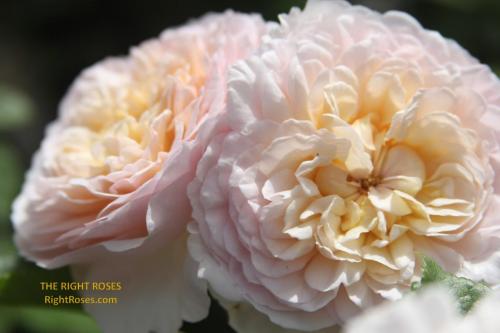 emily bronte rose review the right roses score best top garden store david austin english roses rose products rose rating