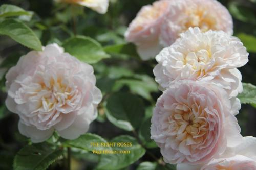 emily bronte rose review the right roses score best top garden store david austin english roses rose products rose rating