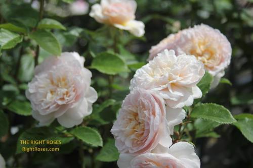 emily bronte rose review the right roses score best top garden store david austin english roses rose products rose rating