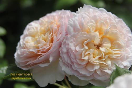 emily bronte rose review the right roses score best top garden store david austin english roses rose products rose rating