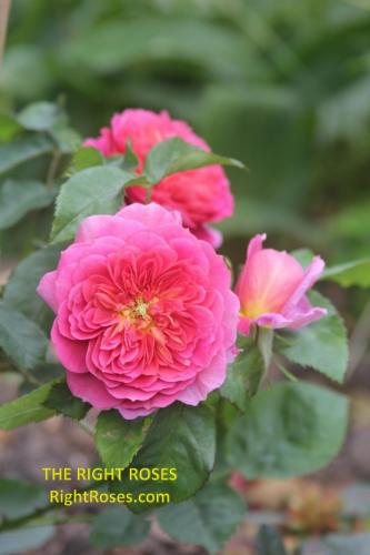 The Right Roses presents you with the best rose review of rose ‘Emma Bridgewater' | David Austin Roses 2024. Millions of gardeners from all over the world have trusted our in-depth reviews. The Right Roses team uses our own, bespoke The Right Roses Score, which is the most comprehensive rose rating system in the world, to assess the overall quality of a rose. We review all the very best roses from all the best rose breeders such as Rosen Kordes, Rosen Tantau, Delbard, David Austin Roses. The Right Roses is also running the best gardening club for the very best connoisseur gardeners and garden designers at Righttify.com. At Righttify.com, connoisseur sellers can design gardens, provide gardening services, gardening courses, and provide garden consulting services.