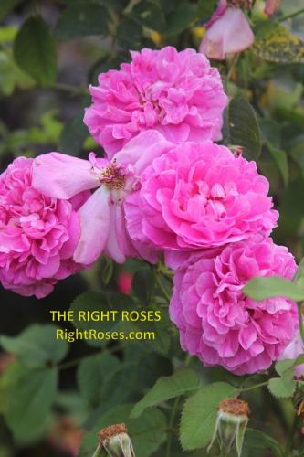 England's rose rose review the right roses score best top garden store david austin english roses rose products rose rating the right leap rose food fertilizer