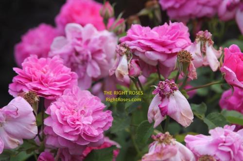England's rose rose review the right roses score best top garden store david austin english roses rose products rose rating the right leap rose food fertilizer