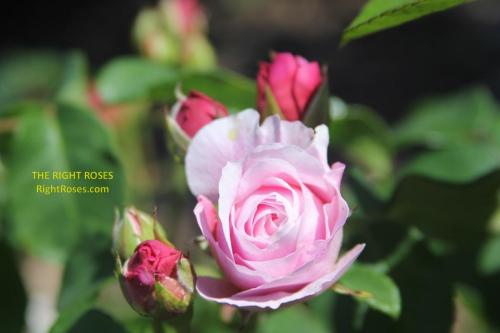 eustacia vye rose review the right roses score best top garden store david austin english roses rose products rose rating