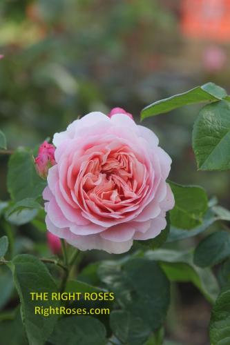 eustacia vye rose review the right roses score best top garden store david austin english roses rose products rose rating