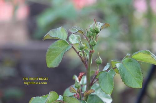 eustacia vye rose review the right roses score best top garden store david austin english roses rose products rose rating