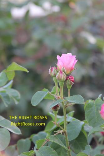 eustacia vye rose review the right roses score best top garden store david austin english roses rose products rose rating