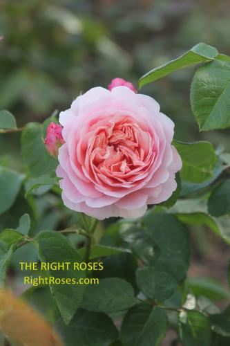 eustacia vye rose review the right roses score best top garden store david austin english roses rose products rose rating