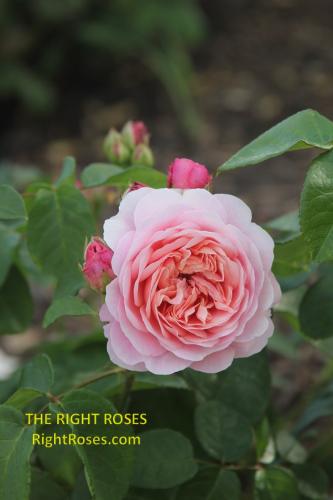 eustacia vye rose review the right roses score best top garden store david austin english roses rose products rose rating