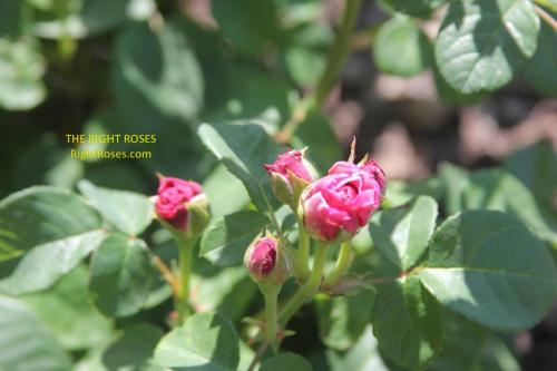 eustacia vye rose review the right roses score best top garden store david austin english roses rose products rose rating