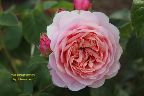 eustacia vye rose review the right roses score best top garden store david austin english roses rose products rose rating