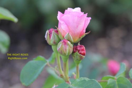 eustacia vye rose review the right roses score best top garden store david austin english roses rose products rose rating