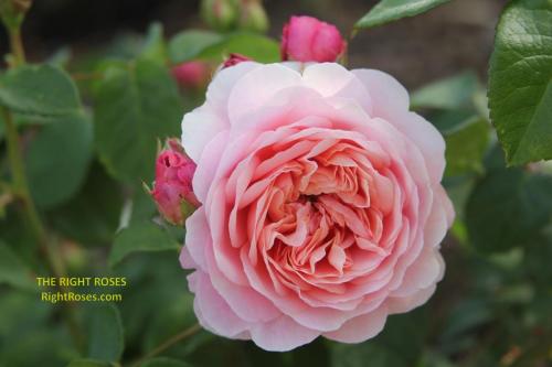 eustacia vye rose review the right roses score best top garden store david austin english roses rose products rose rating