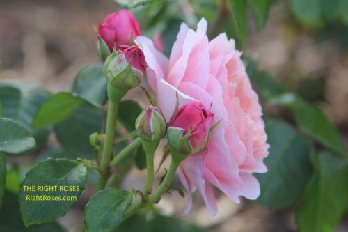 eustacia vye rose review the right roses score best top garden store david austin english roses rose products rose rating