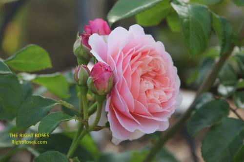 eustacia vye rose review the right roses score best top garden store david austin english roses rose products rose rating