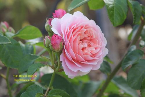 eustacia vye rose review the right roses score best top garden store david austin english roses rose products rose rating