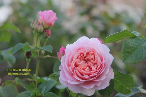 eustacia vye rose review the right roses score best top garden store david austin english roses rose products rose rating