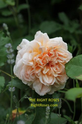 Evelyn rose review the right roses score best top garden store david austin english roses rose products rose rating the right leap rose food fertilizer