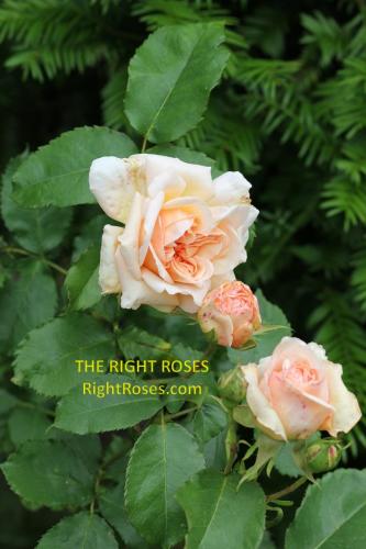 Evelyn rose review the right roses score best top garden store david austin english roses rose products rose rating the right leap rose food fertilizer
