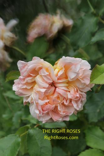 Evelyn rose review the right roses score best top garden store david austin english roses rose products rose rating the right leap rose food fertilizer