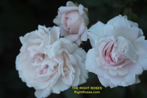 The Right Roses presents you with the best rose review of rose 'First Crush' (aka. Constanze Mozart, La Belle Ferronière, Pretty Parfuma) | Kordes Rosen 2012. Millions of gardeners from all over the world have trusted our in-depth reviews. The Right Roses team uses our own, bespoke The Right Roses Score, which is the most comprehensive rose rating system in the world, to assess the overall quality of a rose. We review all the very best roses from all the best rose breeders such as Rosen Kordes, Rosen Tantau, Delbard, David Austin Roses. The Right Roses is also running the best gardening club for the very best connoisseur gardeners and garden designers at Righttify.com. At Righttify.com, connoisseur sellers can design gardens, provide gardening services, and provide garden consulting services.