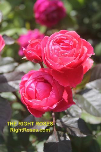 The best rose review of rose Gartenprinzessin Marie-José Fruity Parfuma Madame d'Estrée Princesse de Jardin Marie-José KORgehaque KO 05/2335-05 | Kordes 2016 Parfuma Collection by The Right Roses. Our in-depth reviews have been trusted by millions gardeners worldwide. The Right Roses team uses our own, bespoke The Right Roses Score, which is the most comprehensive rose rating system in the world, to assess the overall quality of a rose. All information and rose products: best top garden store, Rosen Kordes, Rosen Tantau, Delbard, english roses, rose products, rose rating, the right leap, rose food, fertilizer. The Right Roses Store. English Romance Collection.