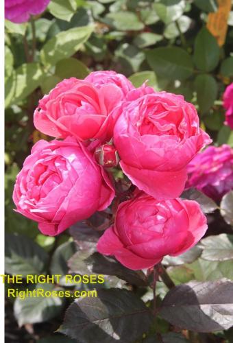 The best rose review of rose Gartenprinzessin Marie-José Fruity Parfuma Madame d'Estrée Princesse de Jardin Marie-José KORgehaque KO 05/2335-05 | Kordes 2016 Parfuma Collection by The Right Roses. Our in-depth reviews have been trusted by millions gardeners worldwide. The Right Roses team uses our own, bespoke The Right Roses Score, which is the most comprehensive rose rating system in the world, to assess the overall quality of a rose. All information and rose products: best top garden store, Rosen Kordes, Rosen Tantau, Delbard, english roses, rose products, rose rating, the right leap, rose food, fertilizer. The Right Roses Store. English Romance Collection.