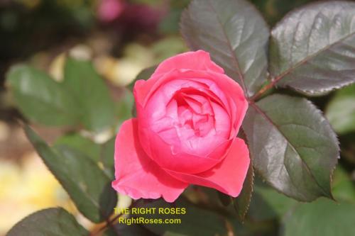The best rose review of rose Gartenprinzessin Marie-José Fruity Parfuma Madame d'Estrée Princesse de Jardin Marie-José KORgehaque KO 05/2335-05 | Kordes 2016 Parfuma Collection by The Right Roses. Our in-depth reviews have been trusted by millions gardeners worldwide. The Right Roses team uses our own, bespoke The Right Roses Score, which is the most comprehensive rose rating system in the world, to assess the overall quality of a rose. All information and rose products: best top garden store, Rosen Kordes, Rosen Tantau, Delbard, english roses, rose products, rose rating, the right leap, rose food, fertilizer. The Right Roses Store. English Romance Collection.